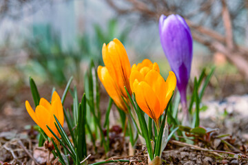 Yellow and lilac crocuses bloomed in the flower bed. spring flowers. close up