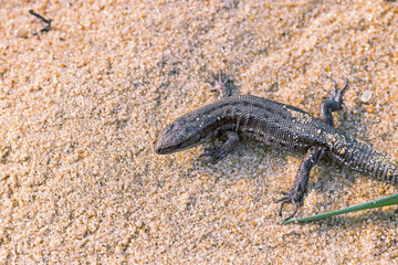 A small viviparous lizard - Lacerta agilis - in its natural habitat. close up