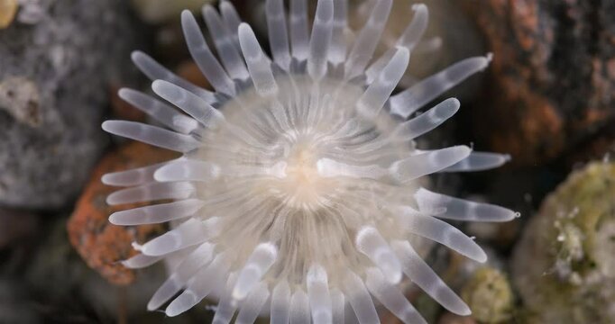 Cnidaria Aulactinia stella close-up, order Actiniaria. Tentacles and mouthparts are visible. White Sea