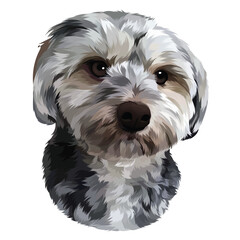 white schnauzer puppy