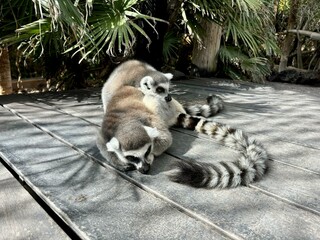 Two lemurs having a rest in the sun on the wooden floor isolated close-up 