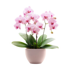 Elegant Pink Orchid in Pot with Leaves on Transparent Background