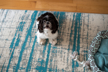 Black and white Shih Tzu dog at home