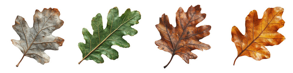Curled Oak Leaves with Natural Texture Showcasing a Range of Color Variations for Artistic and Design Purposes