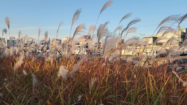 Silvergrass at the park 