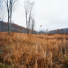 Golden grasses sway gently under the overcast sky in a serene landscape