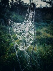 Intricate spider web adorned with morning dew glistens in a serene meadow