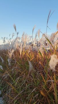 Silvergrass at the park 