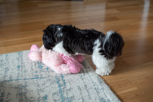 A black and white Shih Tzu plays with a toy. Dog playing with a plush toy