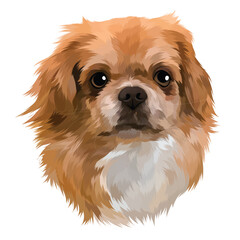 golden retriever dog