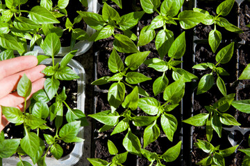 Young plant seedlings of Chili pepper vegetable, modern activity for climate change - gardening edible plants for food.