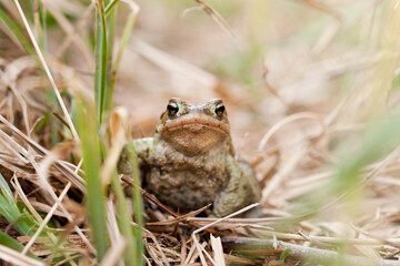 Toad resting near the wildlife pond.