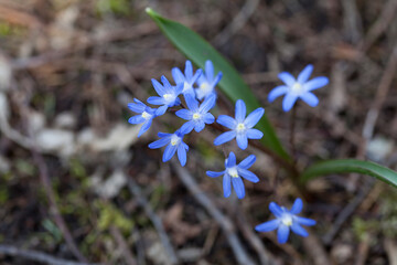 Blue flower in early spring garden - Chionodoxa , Scilia