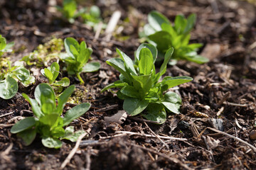 Young plant seedlings of vegetable, modern activity for climate change - gardening edible plants for food.