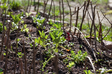 Young plant seedlings of broad bean  - Vicia faba -  legume vegetable, modern activity for climate change - gardening edible plants for food.