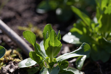 Young plant seedlings of rapunzel - Valeriana locusta, lettuce vegetable, modern activity for climate change - gardening edible plants for food.