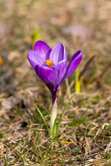 Close-up of a crocus flower