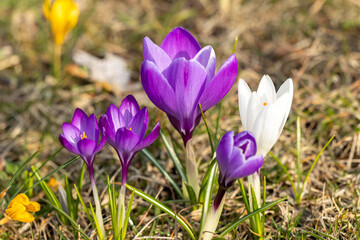 Close view of blooming crocuses