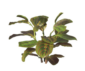 Calathea Erythroneura Plant isolated on transparent background. Calathea leaves isolated on White background. PNG Calathea plant isolated on transparent background. Calathea Ornamental House Plant PNG