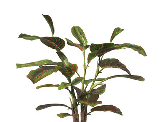 Calathea Erythroneura Plant isolated on transparent background. Calathea leaves isolated on White...