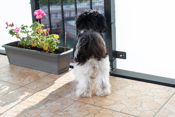 Black and white Shih Tzu licks his paws