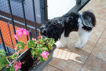 Black and white Shih Tzu licks his paws