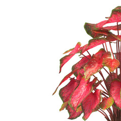 Caladium red flash Plant isolated on transparent background. Caladium red flash leaves transparent background. PNG caladium plant isolated on white background. transparent caladium House Plant PNG.