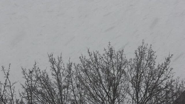 Wintereinbruch mit heftigem Schneefall &uuml;ber Baumwipfeln