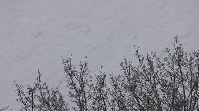 Wintereinbruch mit heftigem Schneefall &uuml;ber Baumwipfeln
