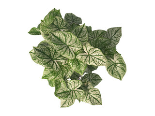caladium bicolor Plant PNG isolated on transparent background. caladium bicolor leaves isolated on...