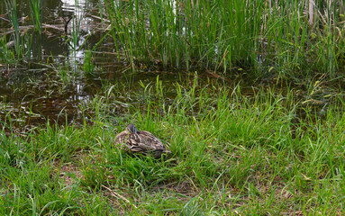a wild duck is sitting in the grass near the pond 