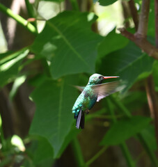Colibrí flotando