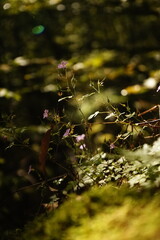 autumn in the forest