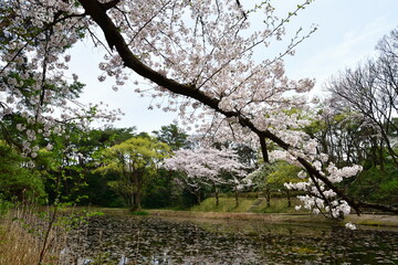 じゅんさい池公園の桜（新潟県）