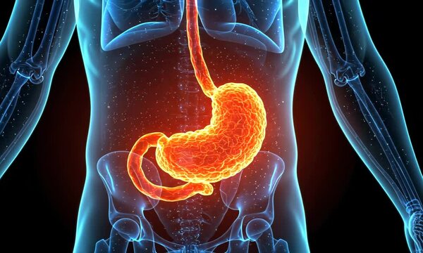 3D x-ray illustration of human stomach anatomy with glowing digestive system. Stomach disease, digestion and health concept