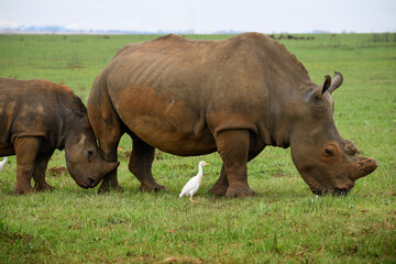 Fototapeta premium A juvenile white rhino nudges its mother, Rietvlei Nature Reserve, South Africa