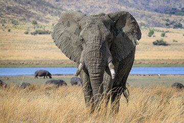 Closeup of an african elephant, Pilanesberg National Park, South Africa