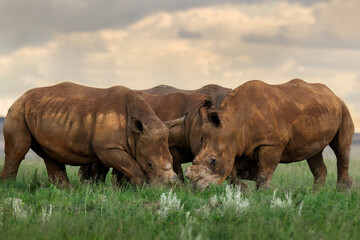 Fototapeta premium A tightly packed group of rhino, Rietvlei Nature reserve, South Africa