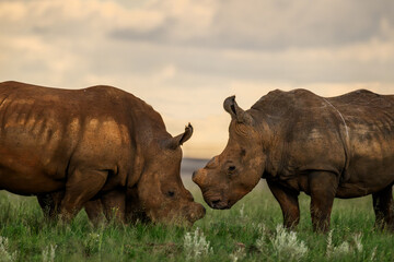 Two rhino facing each other, Rietvlei Nature reserve South Africa © Andrew