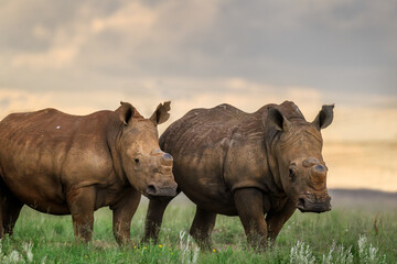 Fototapeta premium A pair of rhino stand side by side, Rietvlei Nature Reserve, South Africa