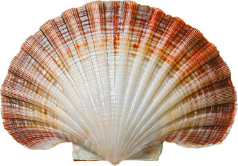detailed close-up of a scallop shell with textured ridges and natural gradient colors on isolated background

