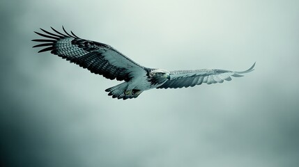 Fototapeta premium A majestic hawk soaring through a cloudy sky, showcasing its wingspan and grace.
