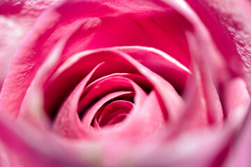 Close Up of a Rose Flower Petal Romantic