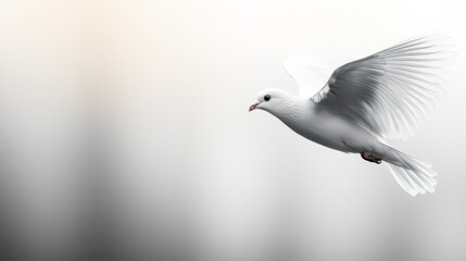 Fototapeta premium A white dove flying through the air with its wings spread