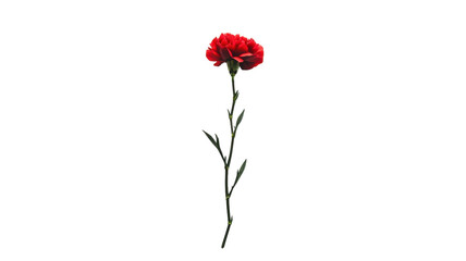 Elegant Red Carnation on White Background Perfect for Floral Arrangements and Celebratory Occasions.