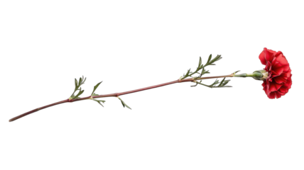 Elegant Single Long-Stemmed Red Carnation on a White Background Perfect for Floral Arrangements, Gifts, and Celebrations.