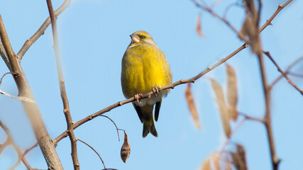 Fototapeta premium yellow billed hornbill