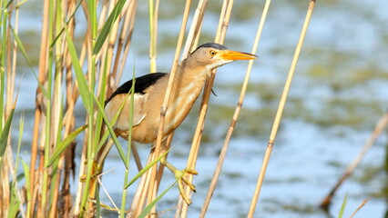 blue heron
