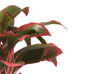 aglaonema crete plant isolated on transparent background. PNG aglaonema crete leaves transparent background. aglaonema plant isolated on white background. aglaonema Ornamental Plant PNG.