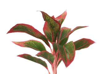 aglaonema crete plant isolated on transparent background. PNG aglaonema crete leaves transparent background. aglaonema plant isolated on white background. aglaonema Ornamental Plant PNG.